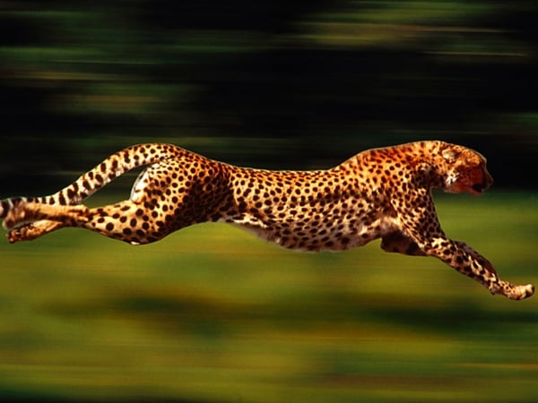 cheetah fast run